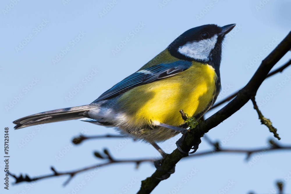 Obraz premium European robin perching on tree branch and singing.Small, cute and colourful bird in british woodland.