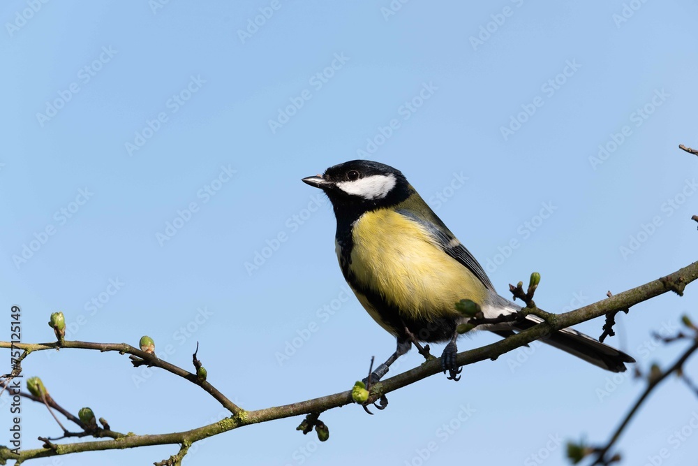 European robin perching on tree branch and singing.Small, cute and colourful bird in british woodland. European robin perching on tree branch and singing.Small, cute and colourful bird in british woodland.