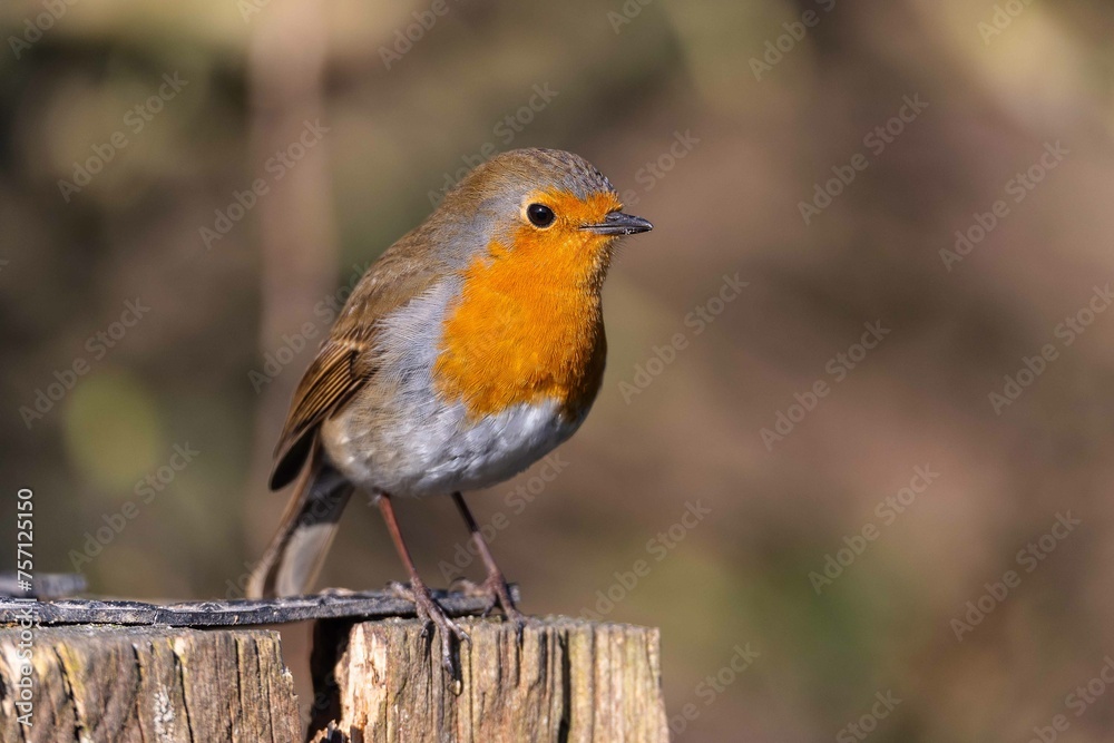 European robin perching on tree branch and singing.Small, cute and colourful bird in british woodland. European robin perching on tree branch and singing.Small, cute and colourful bird in british woodland.