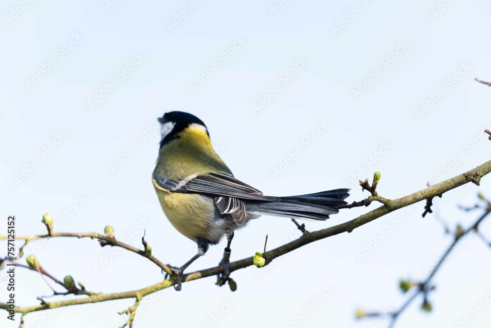 European robin perching on tree branch and singing.Small, cute and colourful bird in british woodland. European robin perching on tree branch and singing.Small, cute and colourful bird in british woodland.