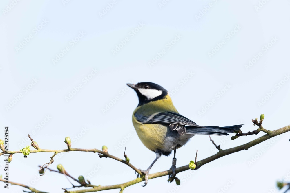 Naklejka premium European robin perching on tree branch and singing.Small, cute and colourful bird in british woodland.