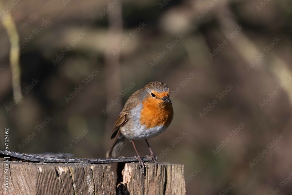 European robin perching on tree branch and singing.Small, cute and colourful bird in british woodland. European robin perching on tree branch and singing.Small, cute and colourful bird in british woodland.