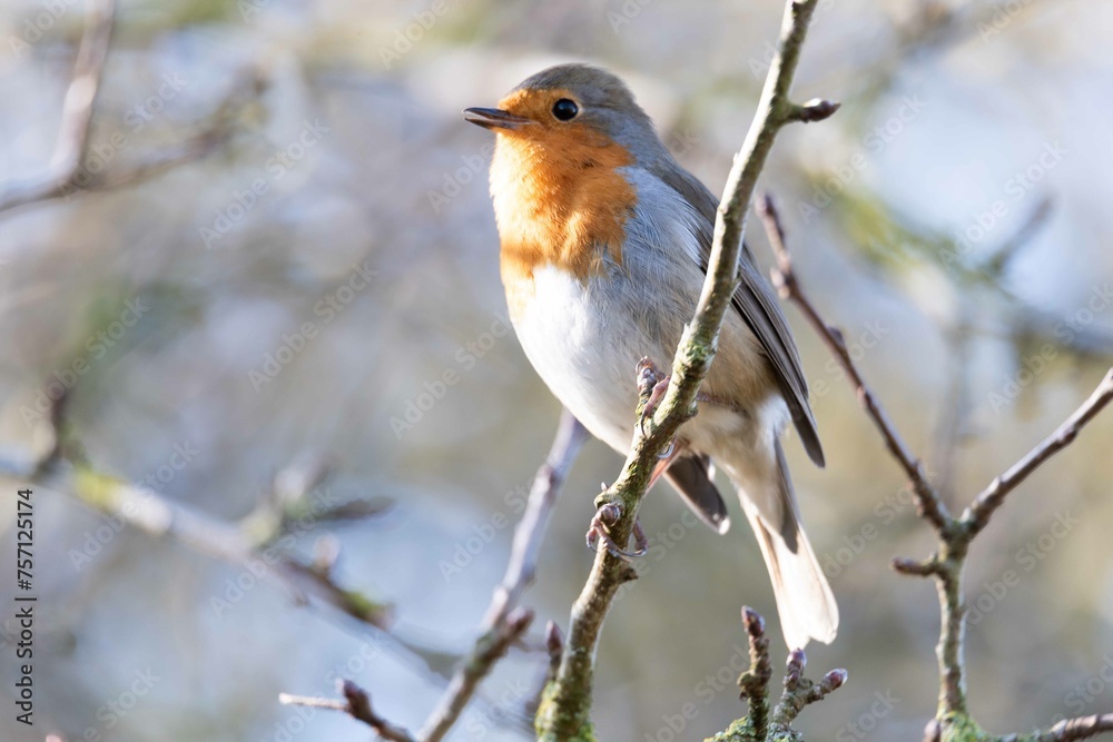 European robin perching on tree branch and singing.Small, cute and colourful bird in british woodland. European robin perching on tree branch and singing.Small, cute and colourful bird in british woodland.