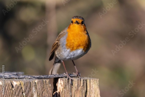 European robin perching on tree branch and singing.Small, cute and colourful bird in british woodland. © Peteris