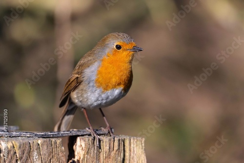 European robin perching on tree branch and singing.Small, cute and colourful bird in british woodland.