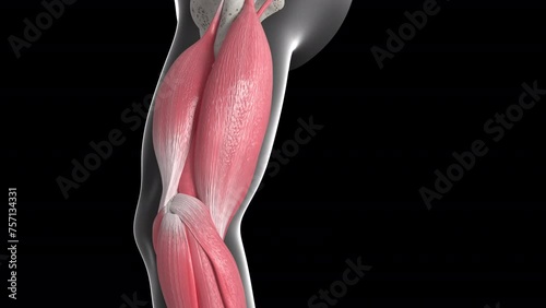 Movement of the Biceps Brachii Muscle Loop