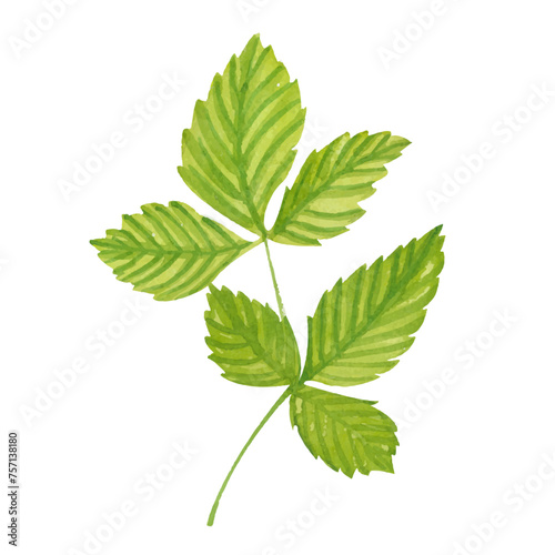 Watercolor strawberry Leaf with white Vector Background