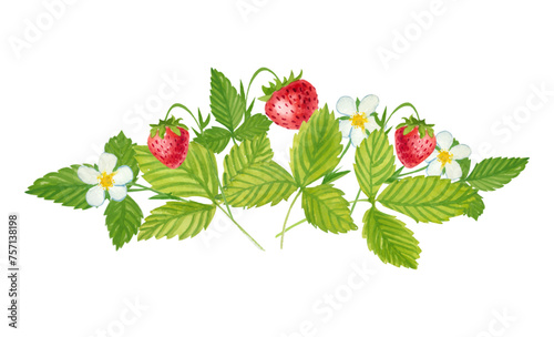 Vector Watercolor strawberry with white Background