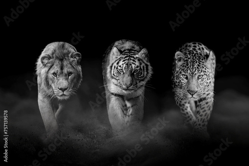 Lion, tiger and leopard, together on a black background. Black and white