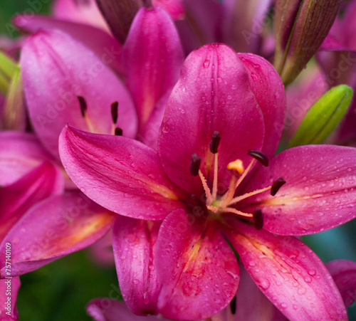 Pink lily flower