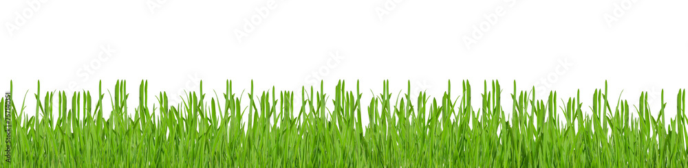 Green grass isolated on transparent background, border png Green grass isolated on transparent background, border png