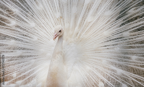 Close-up of beautiful white peacock with feathers out. High quality photo