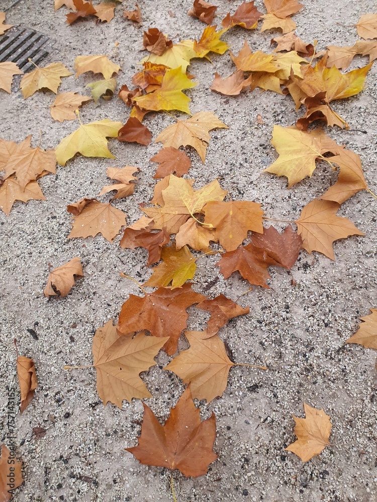 Dry maple leaves on the floor, fallen autumnal leaves. Dry maple leaves on the floor, fallen autumnal leaves.