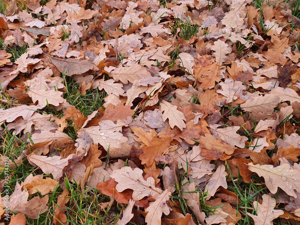 Fall Foliage, dry oak leaves on green grass field. Fall Foliage, dry oak leaves on green grass field.