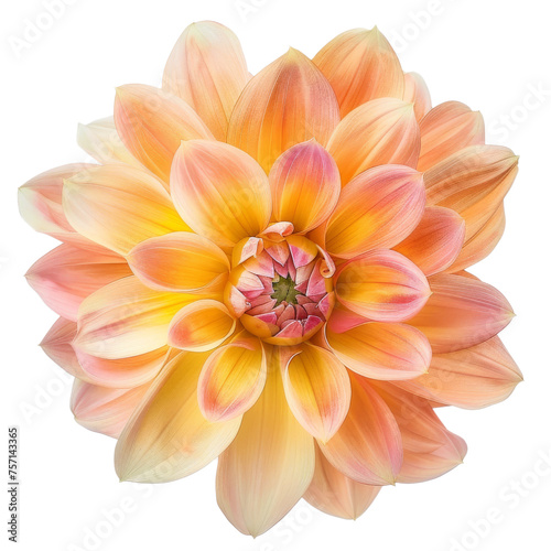 Portrait orange Dahlia flower isolated on white background AI Generative