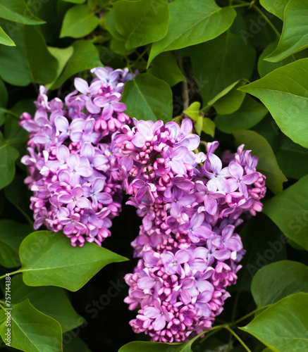Lilac flowers. Spring blossom.