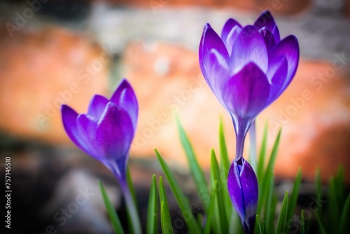 
 Save

Close up of violet crocus flowers in a field.