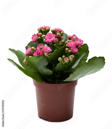 Potted flower Kalanchoe pink on a white background
