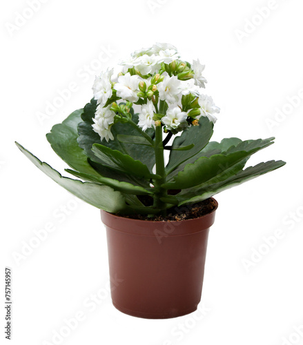 Potted flower Kalanchoe white on a white background