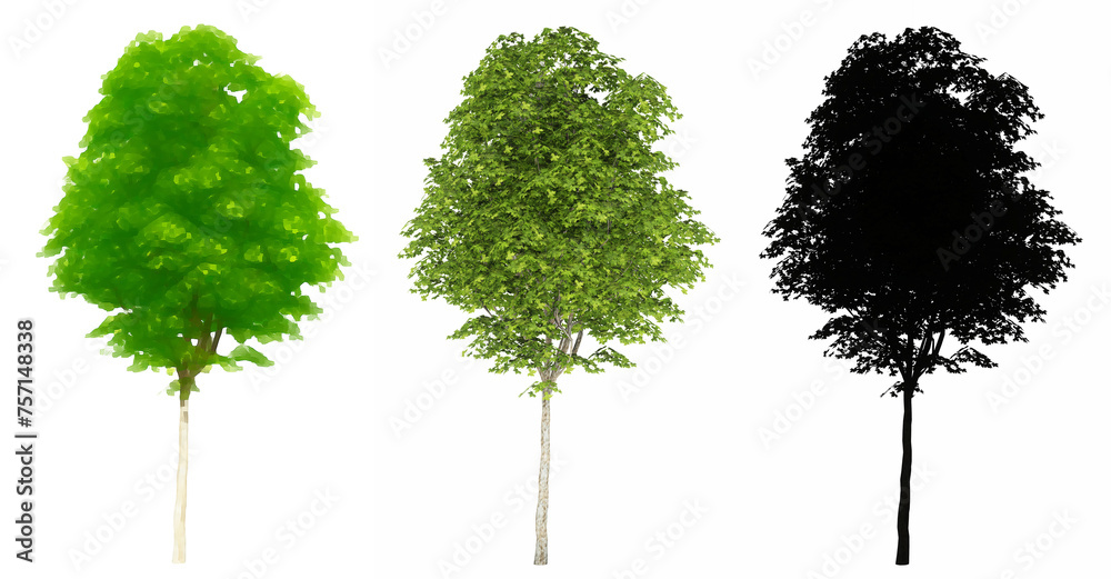 Fototapeta premium Set or collection of London Plane trees, painted, natural and as a black silhouette on white background. Concept or conceptual 3d illustration for nature, ecology and conservation, strength, beauty