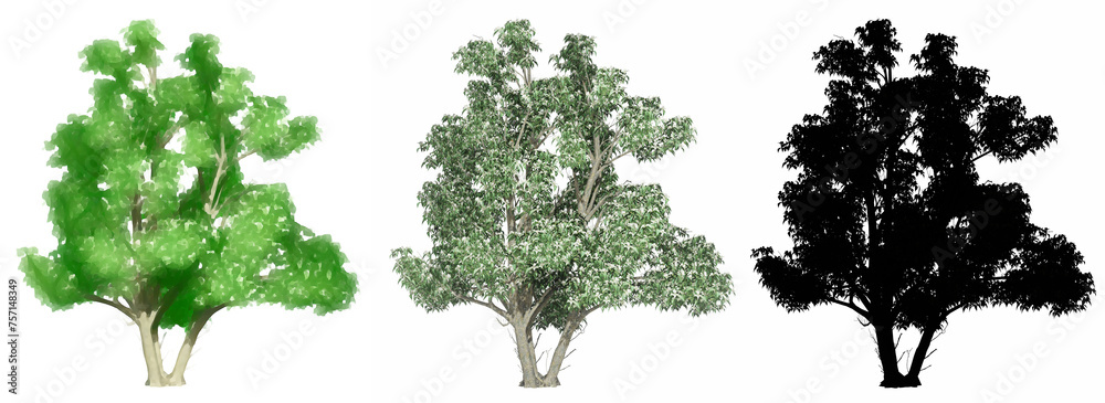 Fototapeta premium Set or collection of Kousa Dogwood trees, painted, natural and as a black silhouette on white background. Concept or conceptual 3d illustration for nature, ecology and conservation, strength, beauty