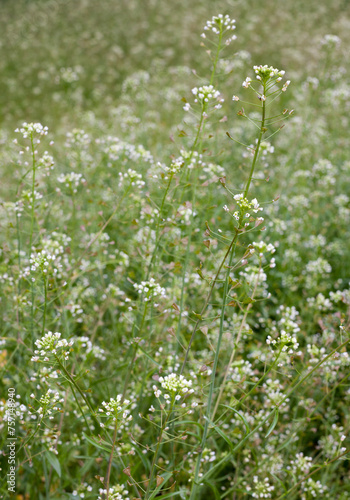 Shepherd's purse flowers