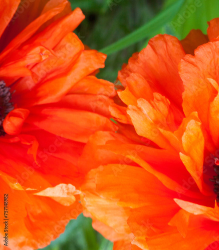Blooming red poppy flowers.