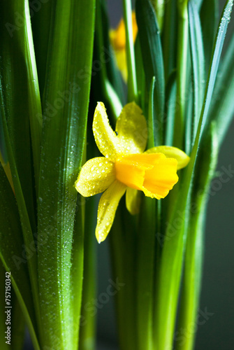 Yellow Narcissus flower