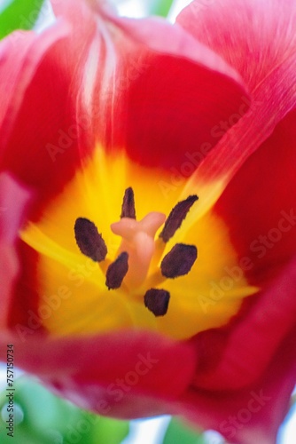 Spring flowers  tulips - Colorful fresh spring tulips flowers in vase.