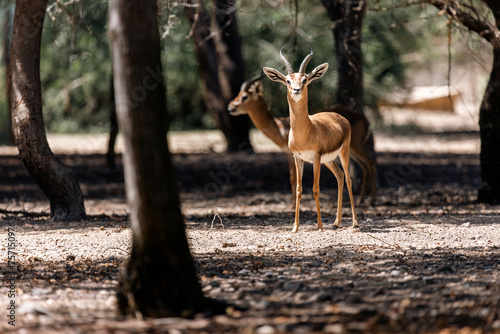 Two young sand gazelles in the nature in Sir Bani Yas island in UAE