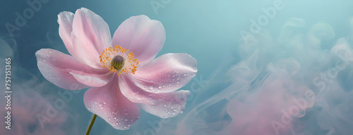 Macro flower, pink anemone. Pastel floral background