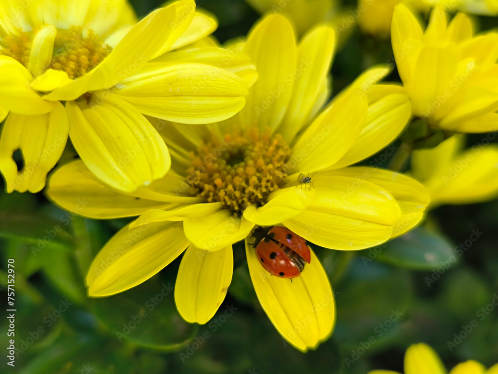 Obraz premium ladybug sitting on the petal of yellow chrysanthemum in bloom 