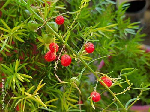 asparagus fern plant with red berries seeds