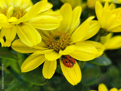ladybug sitting on the petal of yellow chrysanthemum in bloom 