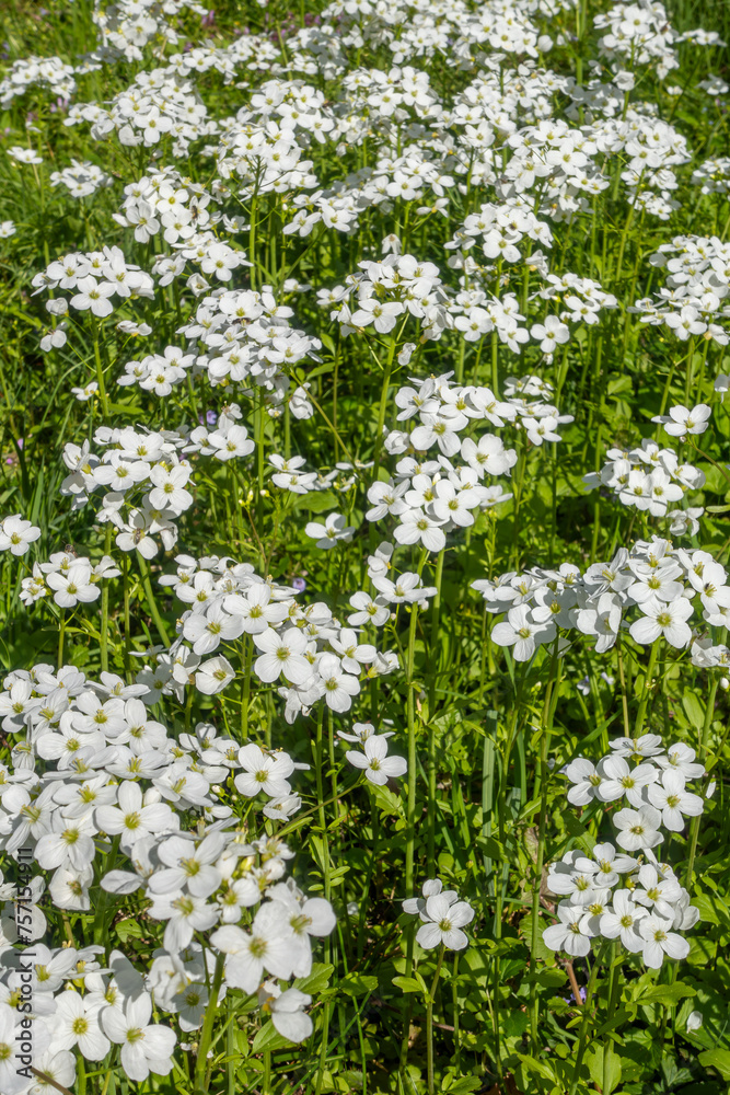 grass background grass background