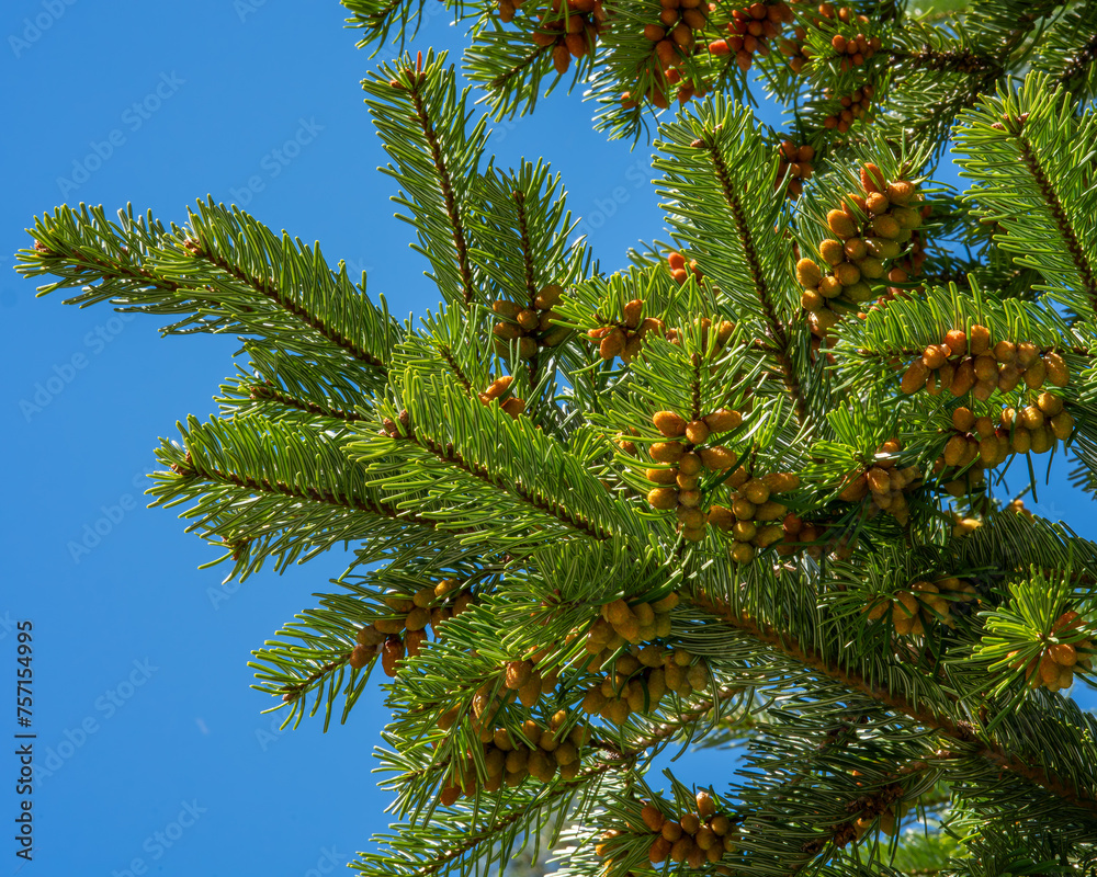 pine branches against sky pine branches against sky
