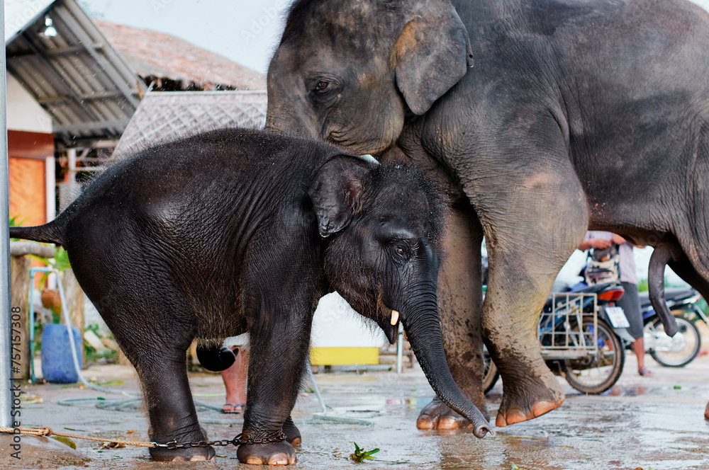 Fototapeta premium Big and small elephant on the street in Thailand