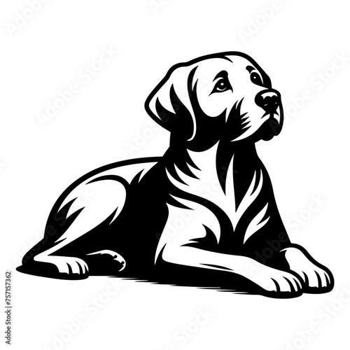 Labrador Retriever Vector - Labrador Retriever dog lying down and looking up