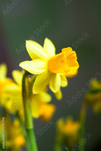 Yellow Narcissus flowers