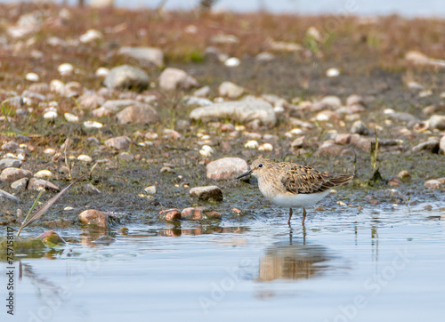Obraz na plátne Temminck's stint in the water