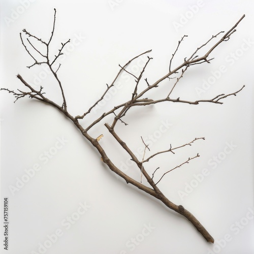 A bare, dry branch with multiple twigs, lying diagonally across a white background, evoking a sense of winter or dormancy