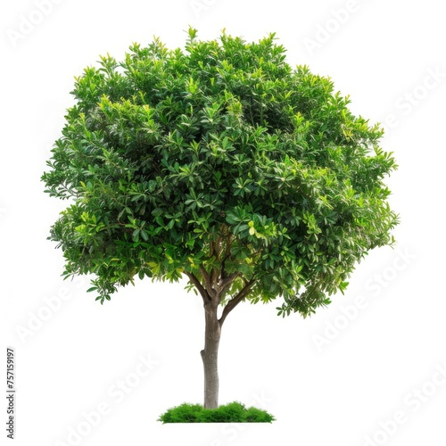 A lush green tree with dense foliage  presented in isolation against a white background  symbolizing nature or environmental concepts.