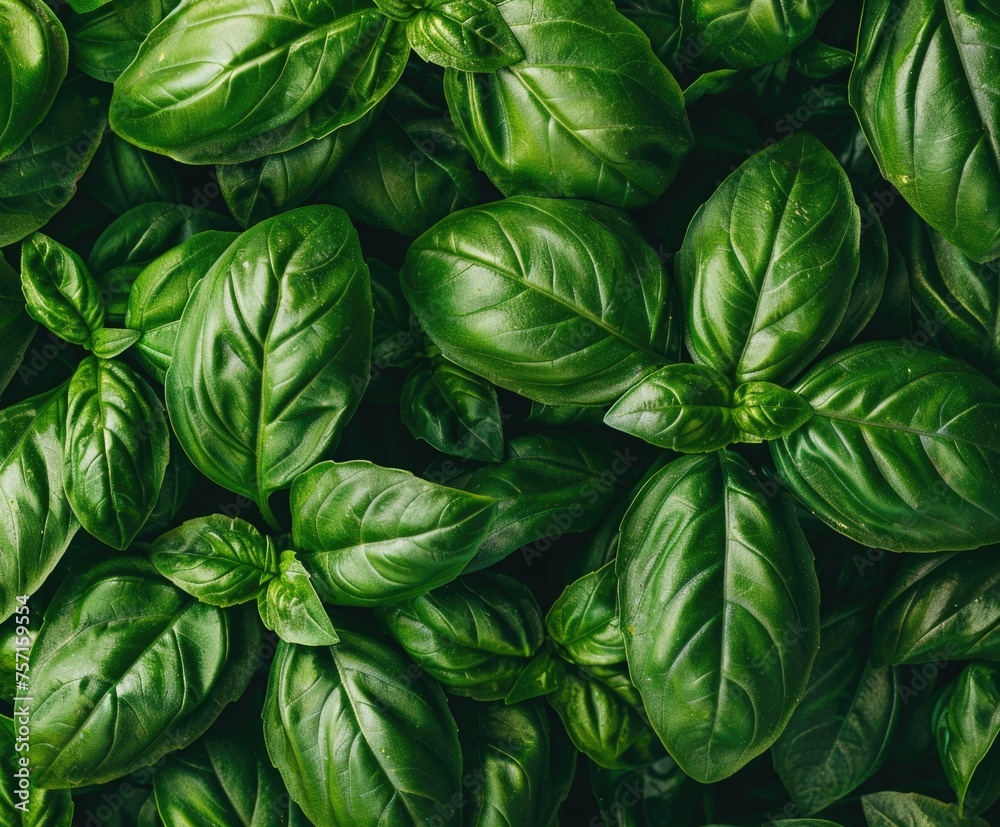 Fresh green basil leaves with prominent veins, typically used as a culinary herb. Fresh green basil leaves with prominent veins, typically used as a culinary herb.