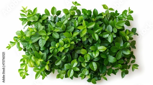 Dense Green Leaves Texture on White Background, A dense and vibrant texture of fresh green leaves, neatly arranged and isolated on a white background.