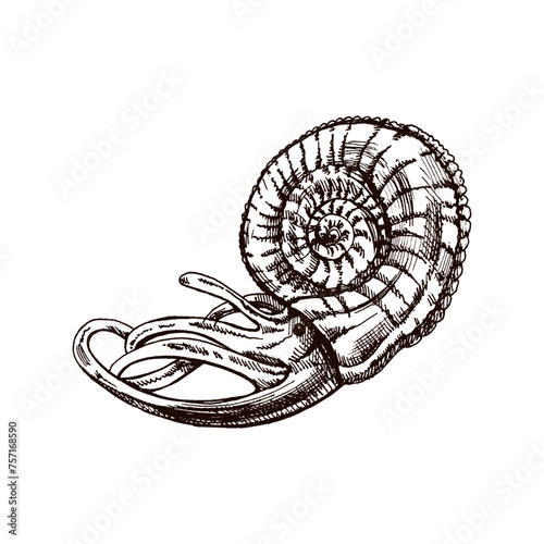 hand-drawn nautilus shell sketch on white clip art preview