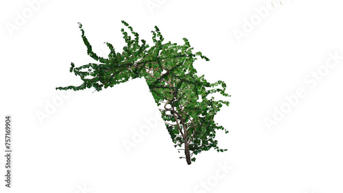 Ivy Plants PNG , Plants,Floral elements,Flowers,Pots on a Transparent Background