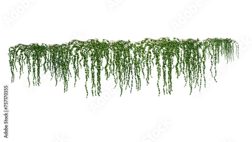 Ivy Plants PNG , Plants,Floral elements,Flowers,Pots on a Transparent Background photo