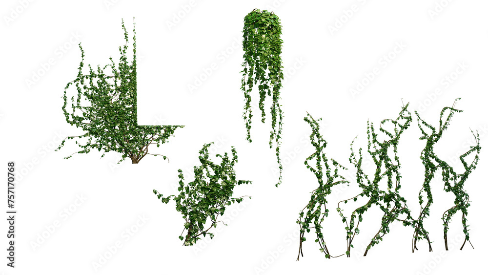 Fototapeta premium Ivy Plants PNG , Plants,Floral elements,Flowers,Pots on a Transparent Background