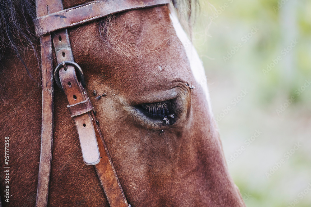 Close up sur les yeux d'un cheval de trait brun avec son équipement de traction - obrazy, fototapety, plakaty 