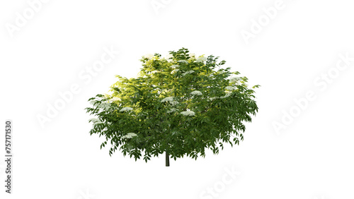Ivy Plants PNG , Plants,Floral elements,Flowers,Pots on a Transparent Background